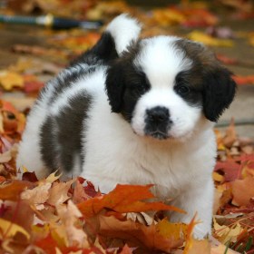 baby starter3